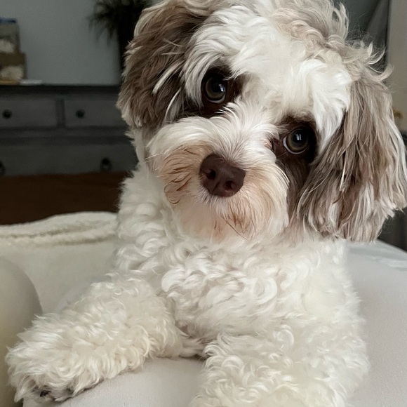 Meet your Posher, Kelli - Picture 2 of 2